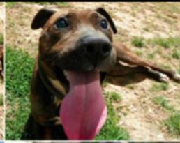 Keller (blind, senior), an adoptable American Staffordshire Terrier, Hound in Beaverdam, VA, 23015 | Photo Image 1