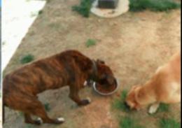 Keller (blind, senior), an adoptable American Staffordshire Terrier, Hound in Beaverdam, VA, 23015 | Photo Image 2