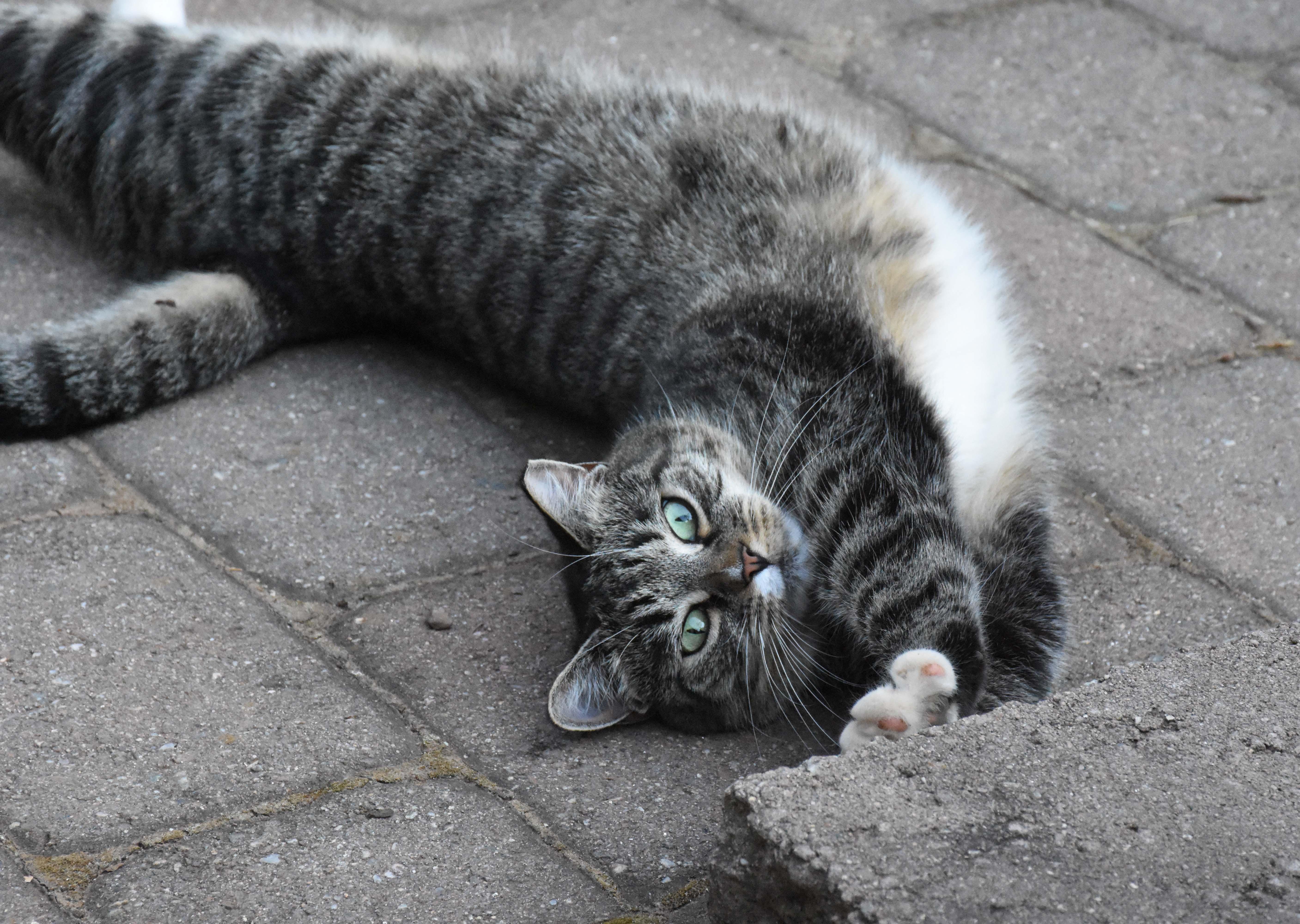 Barn/Warehouse Cats, an adoptable Domestic Short Hair, Domestic Long Hair in Rocky Hill, CT, 06067 | Photo Image 1