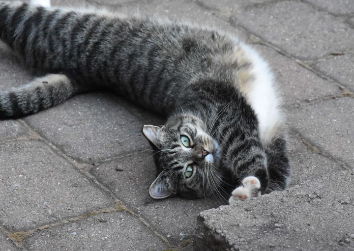 Cat For Adoption Barn Warehouse Cats A Domestic Short Hair