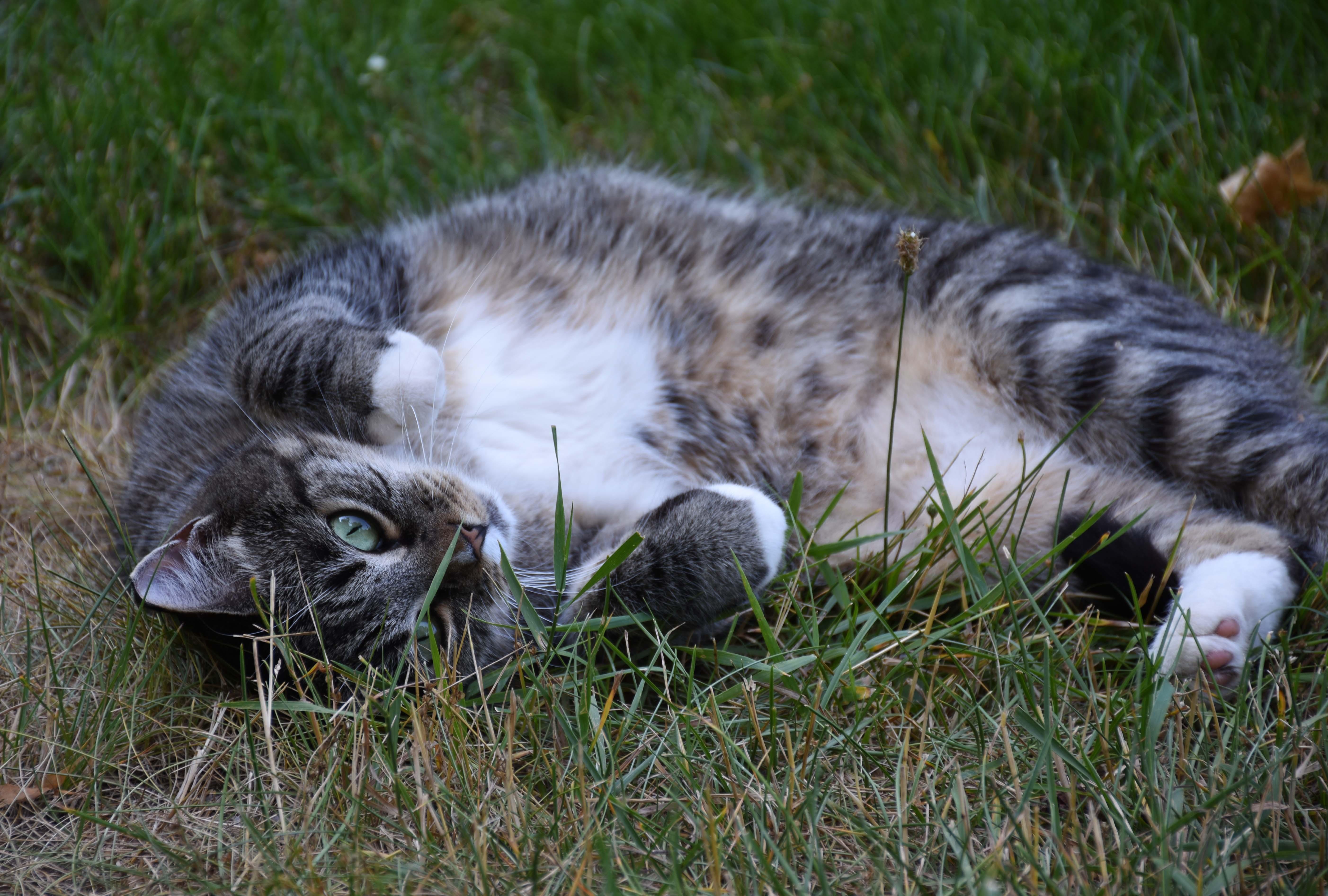 Barn/Warehouse Cats, an adoptable Domestic Short Hair, Domestic Long Hair in Rocky Hill, CT, 06067 | Photo Image 3