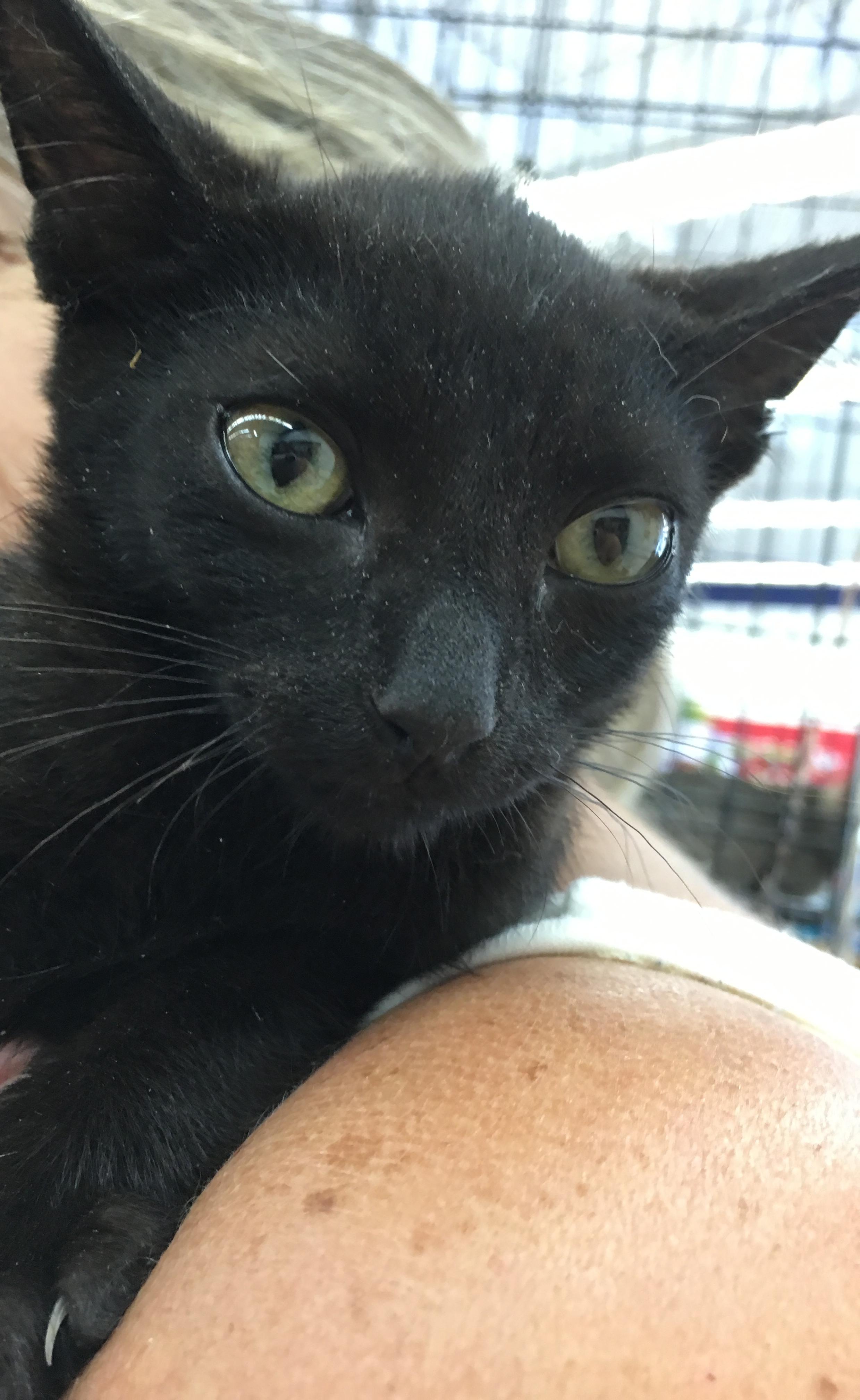 Carbon, an adoptable Domestic Short Hair in Buena Park, CA, 90620 | Photo Image 1