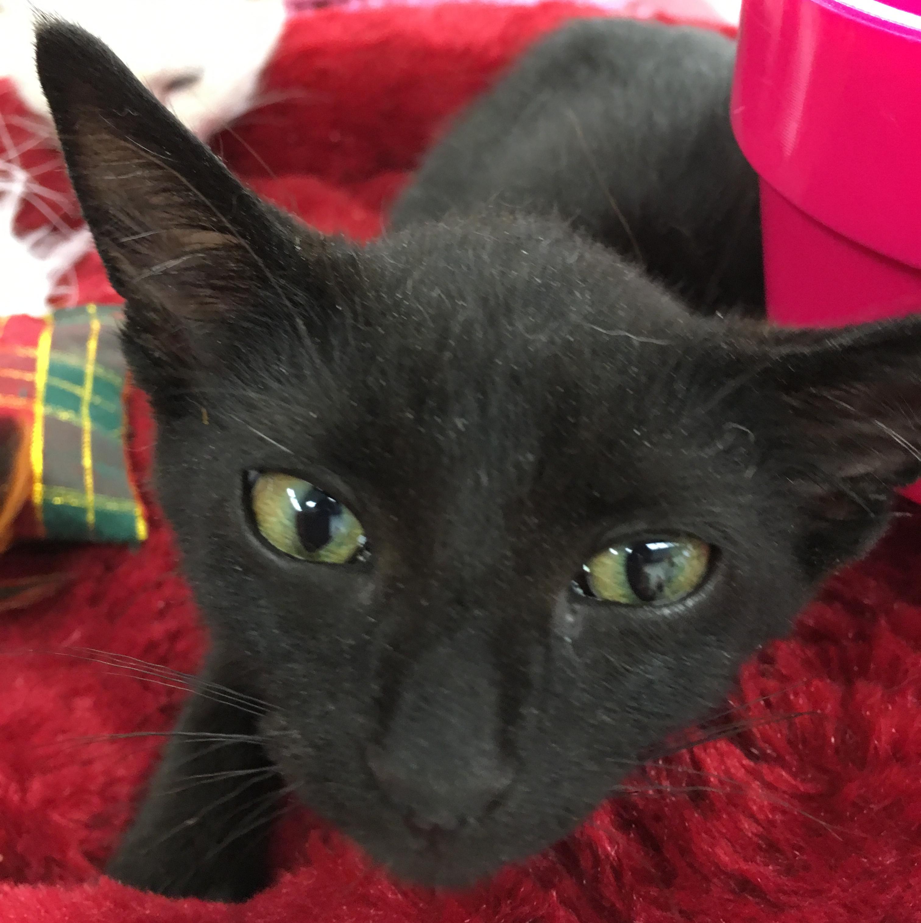 Carbon, an adoptable Domestic Short Hair in Buena Park, CA, 90620 | Photo Image 2