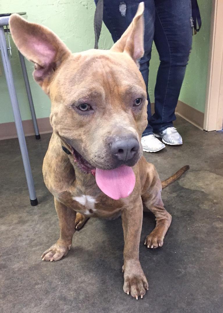 Petey, an adoptable Pit Bull Terrier in Blanchard, OK, 73010 | Photo Image 1