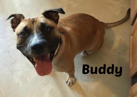 Buddy, an adopted Labrador Retriever & Bullmastiff Mix in Northville, MI_image-5