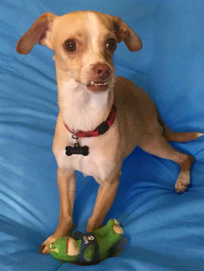 Prince Max, an adoptable Chihuahua, Greyhound in San Francisco, CA, 94116 | Photo Image 1