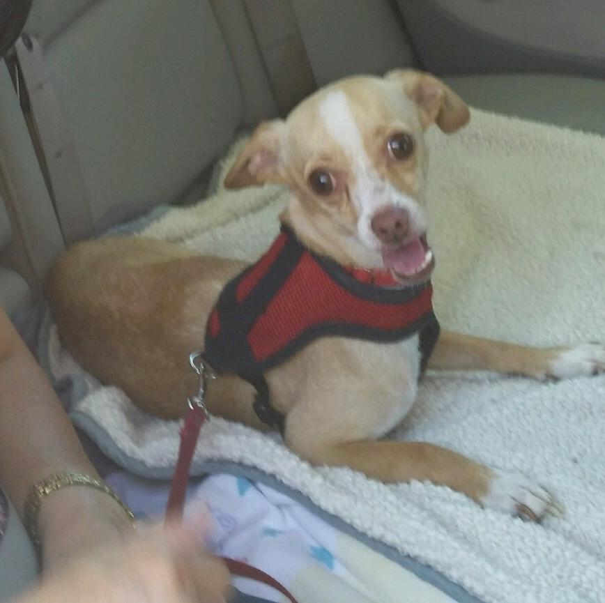 Prince Max, an adoptable Chihuahua, Greyhound in San Francisco, CA, 94116 | Photo Image 2