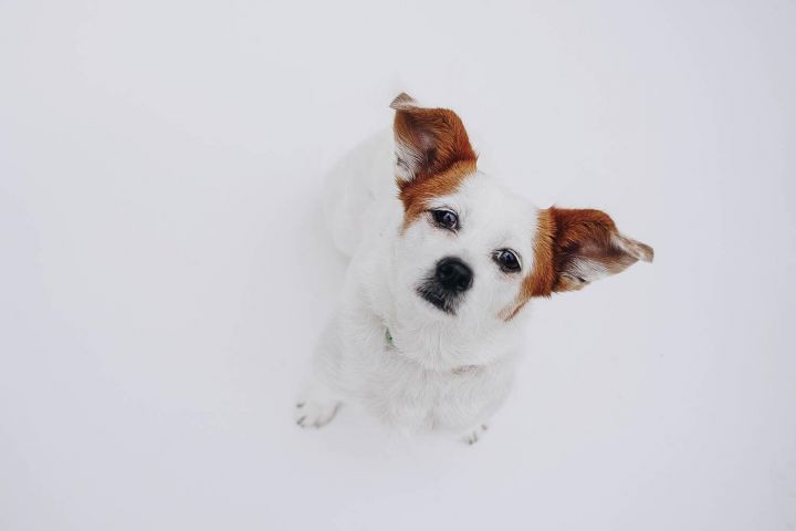 Tabitha, an adopted Jack Russell Terrier & Terrier Mix in Los Angeles, CA_image-1