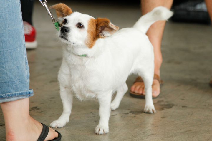 Tabitha, an adopted Jack Russell Terrier & Terrier Mix in Los Angeles, CA_image-5