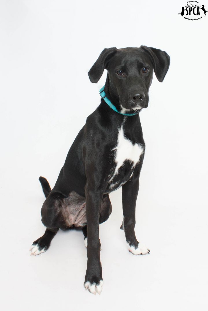 Frita  hold ringworm, an adopted Labrador Retriever Mix in Harvey , LA_image-1
