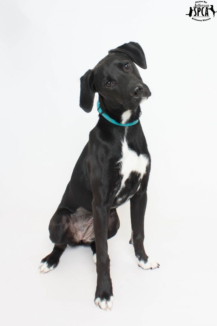 Frita  hold ringworm, an adopted Labrador Retriever Mix in Harvey , LA_image-2