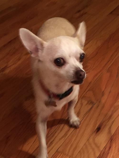 AMY, an adoptable Chihuahua in Lakewood, CA, 90712 | Photo Image 1