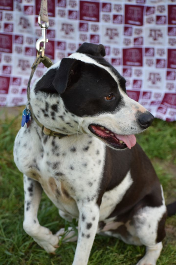 Dog For Adoption Buster A Border Collie German Shorthaired Pointer Mix In Bryan Tx Petfinder