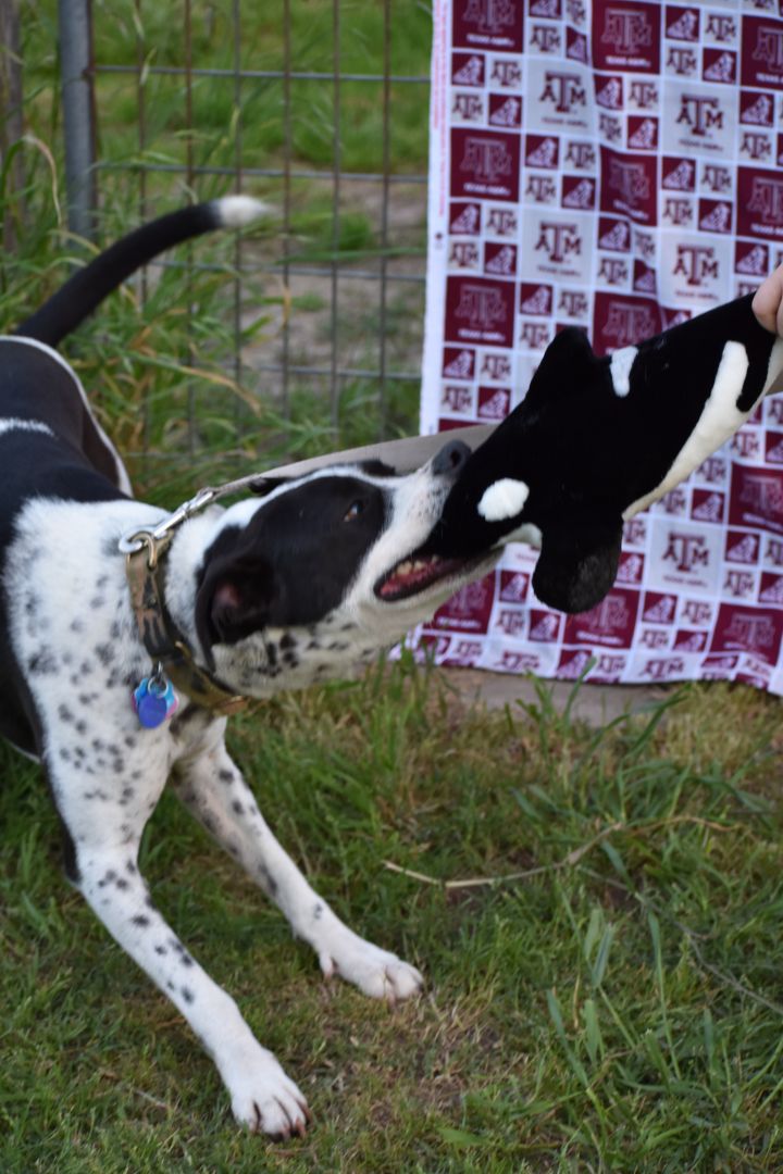 Dog For Adoption Buster A Border Collie German Shorthaired