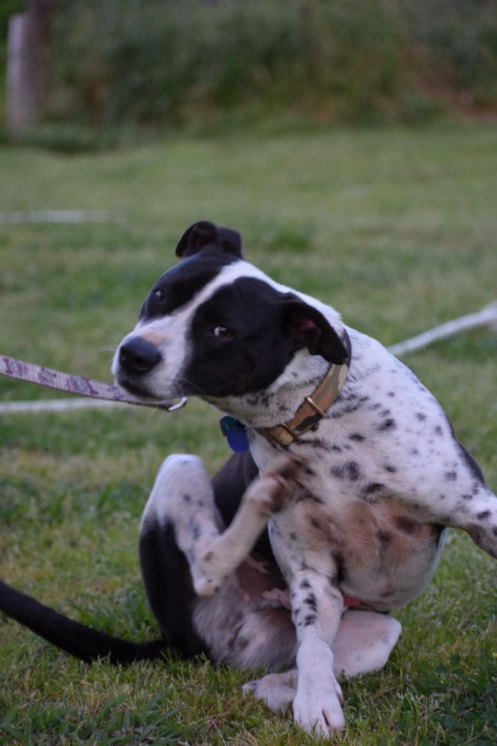 Dog For Adoption Buster A Border Collie German Shorthaired