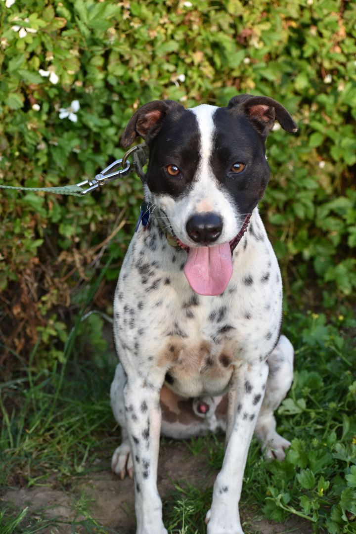 Dog for adoption - Buster, a Border Collie &amp; German Shorthaired Pointer