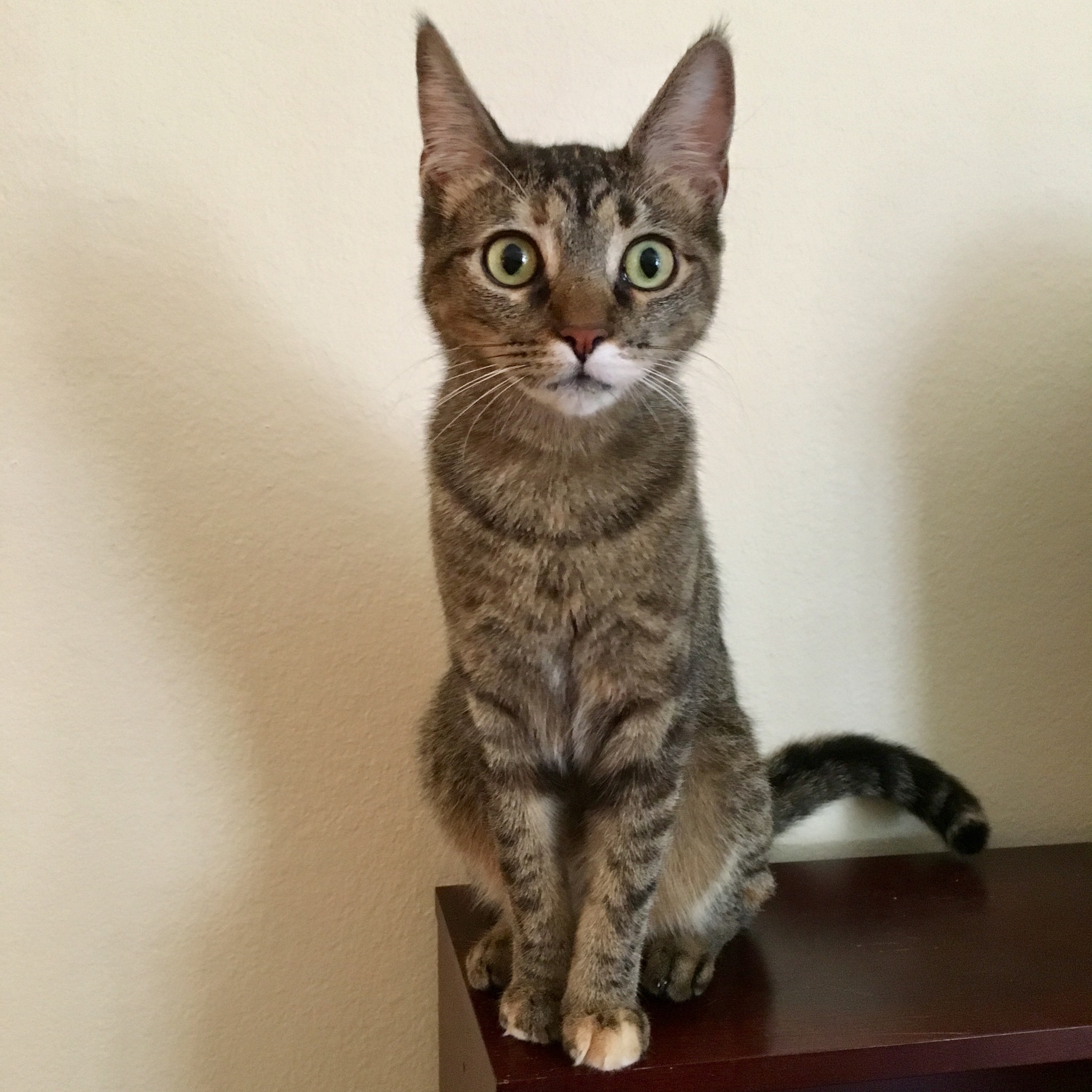 Leigh, an adoptable Domestic Short Hair, Torbie in Fort Worth, TX, 76121 | Photo Image 2
