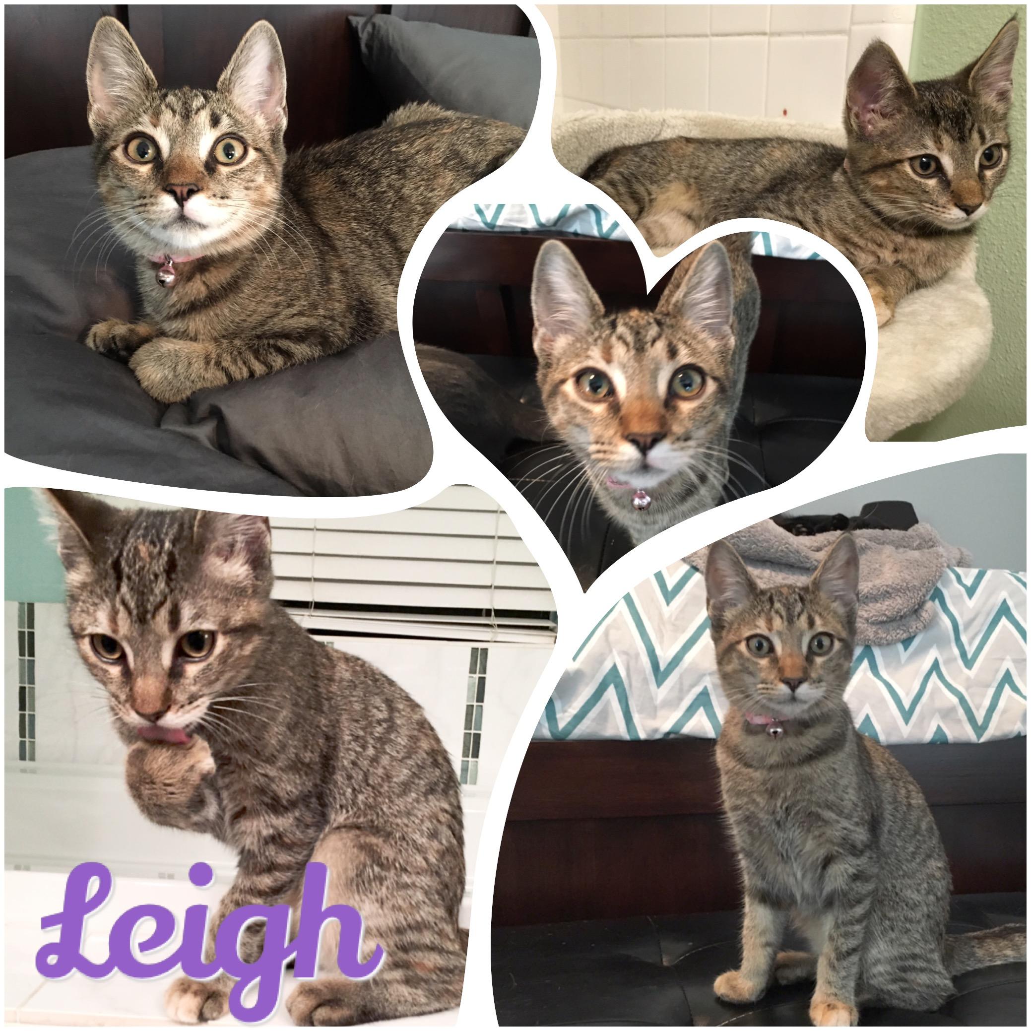 Leigh, an adoptable Domestic Short Hair, Torbie in Fort Worth, TX, 76121 | Photo Image 3