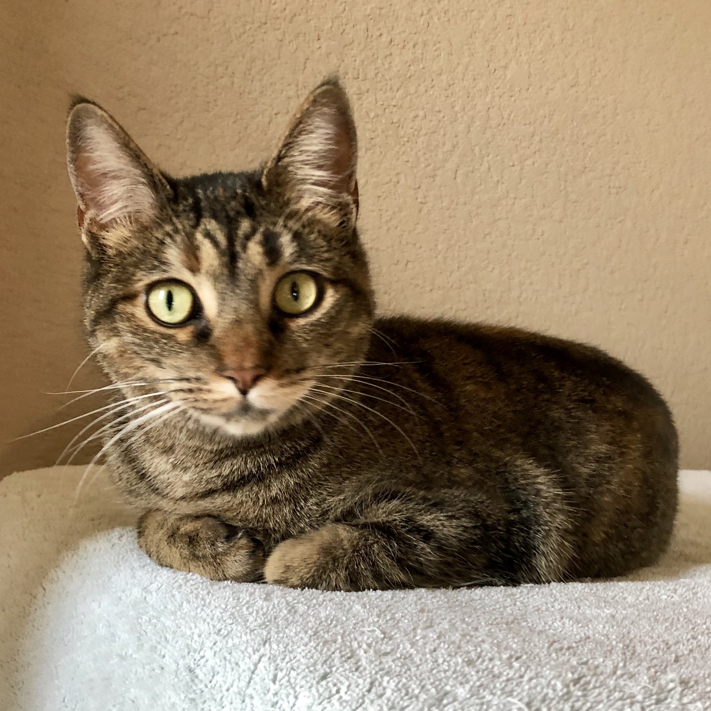 Leigh, an adoptable Domestic Short Hair, Torbie in Fort Worth, TX, 76121 | Photo Image 1