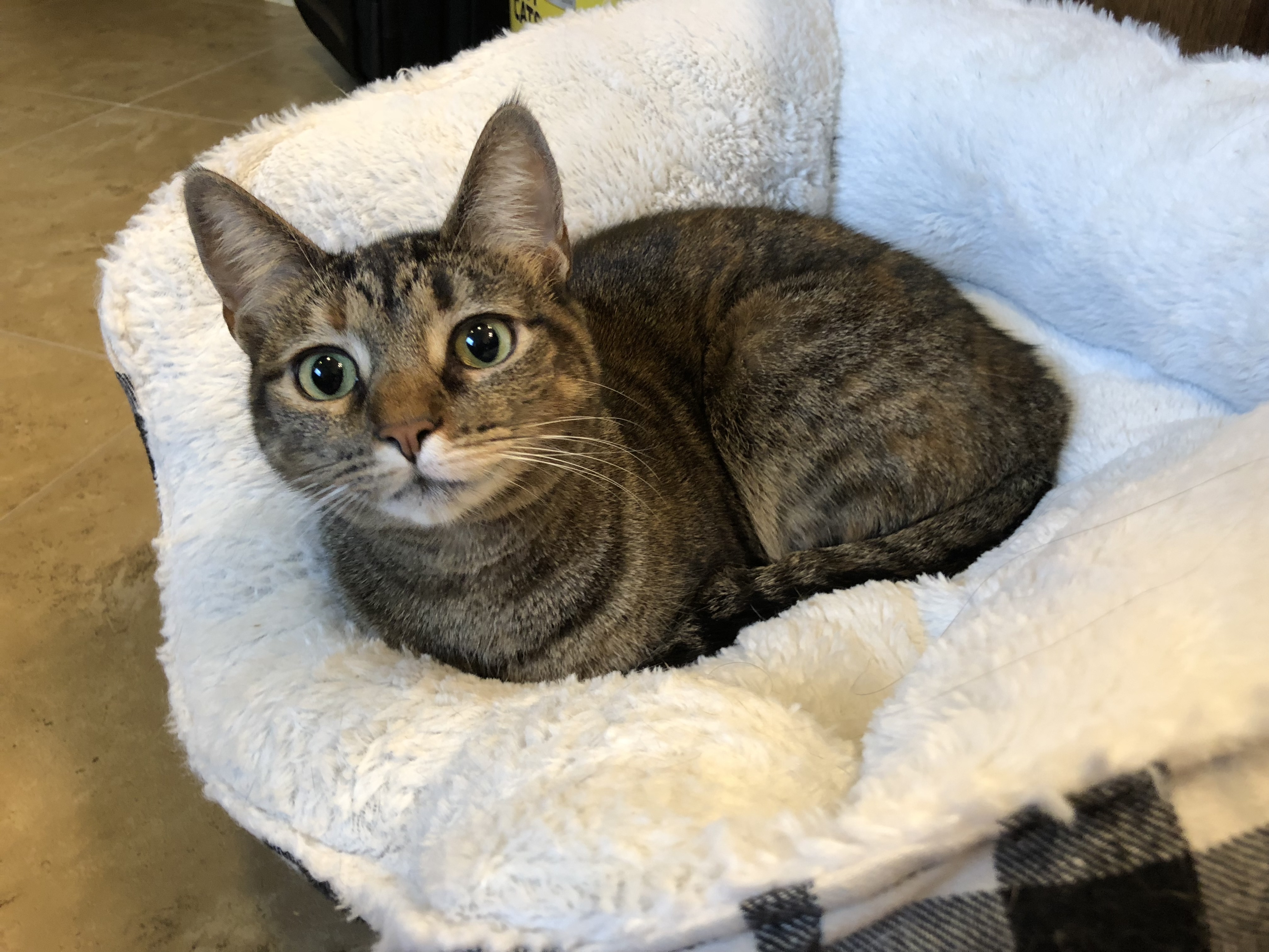 Leigh, an adoptable Domestic Short Hair, Torbie in Fort Worth, TX, 76121 | Photo Image 4