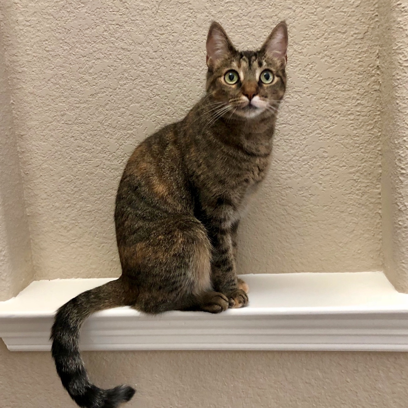 Leigh, an adoptable Domestic Short Hair, Torbie in Fort Worth, TX, 76121 | Photo Image 5