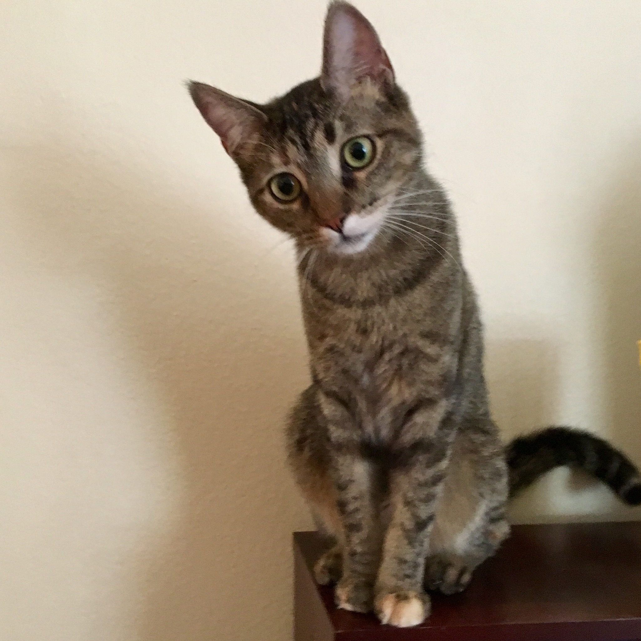 Leigh, an adoptable Domestic Short Hair, Torbie in Fort Worth, TX, 76121 | Photo Image 6