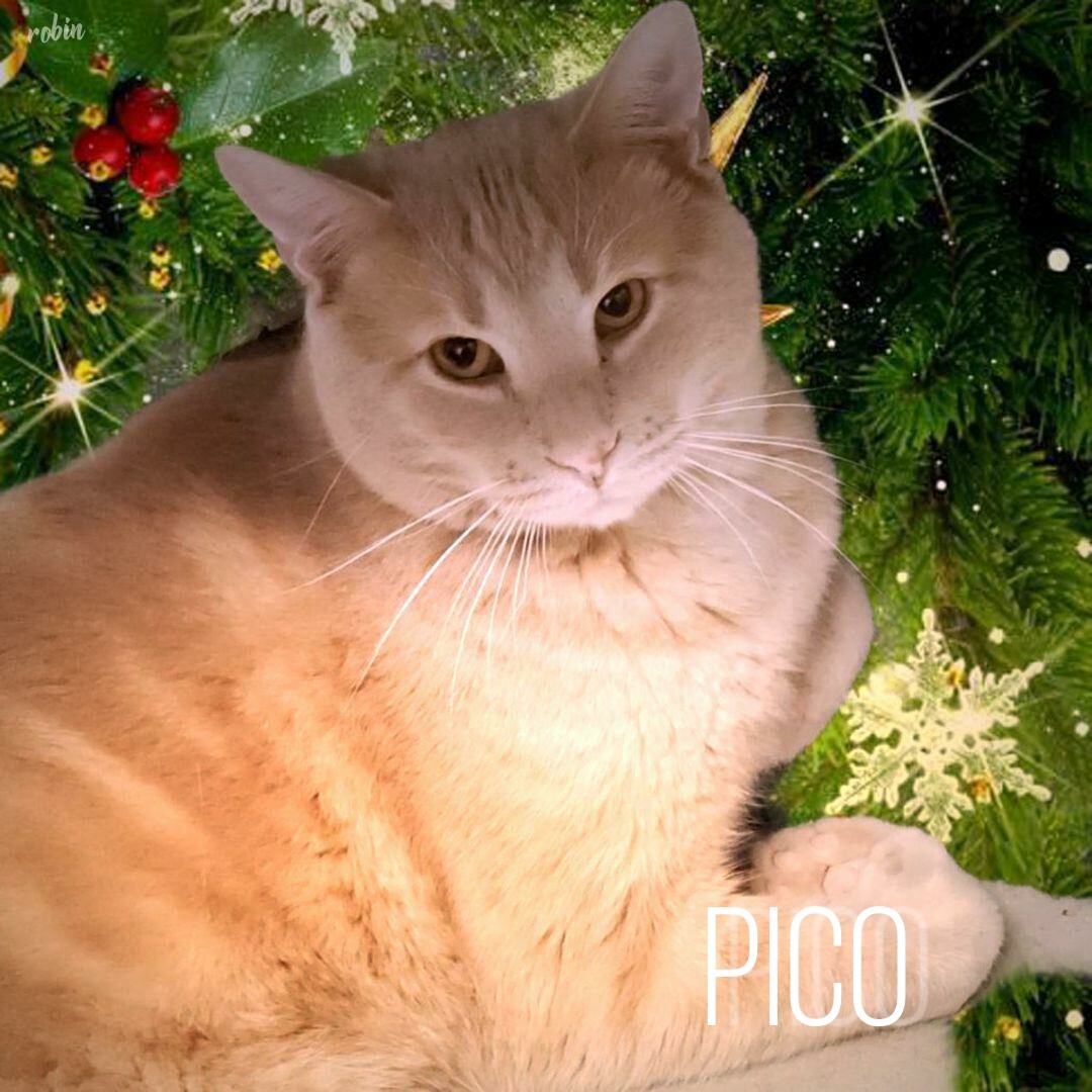 Pico, an adoptable Domestic Short Hair in Whiting, IN, 46394 | Photo Image 1
