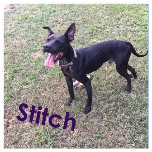 Stitch, an adopted Labrador Retriever & Pit Bull Terrier Mix in Saint Francisville, LA_image-3