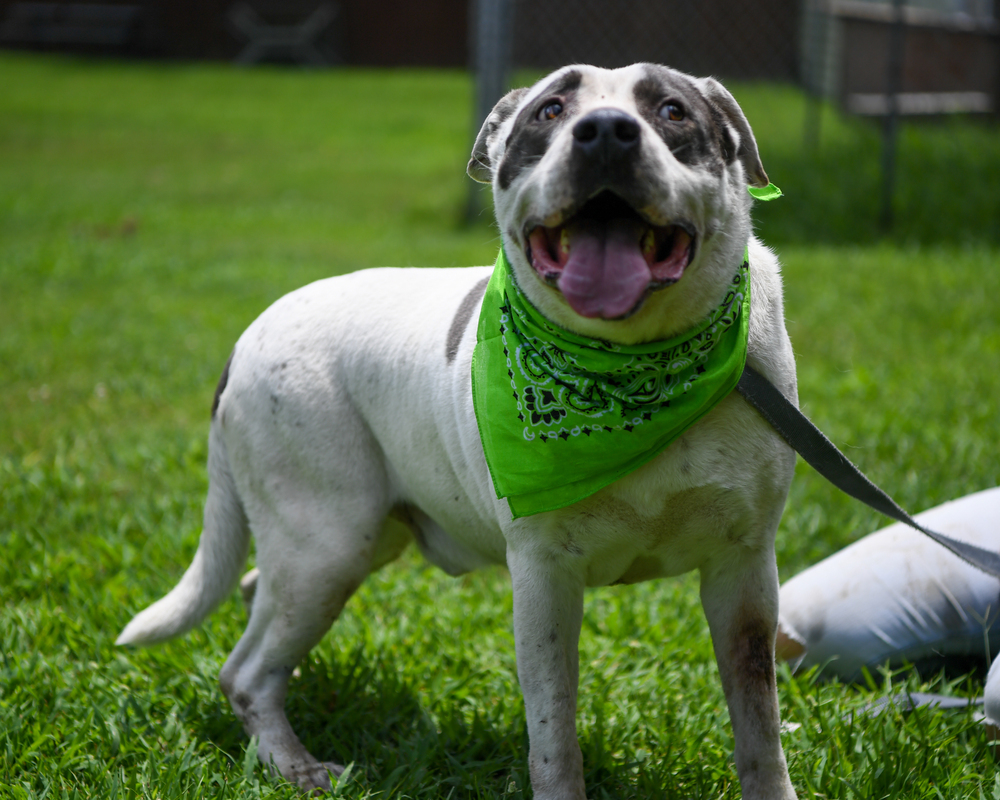 Bruno, an adoptable American Bulldog, Labrador Retriever in Ladson, SC, 29456 | Photo Image 1