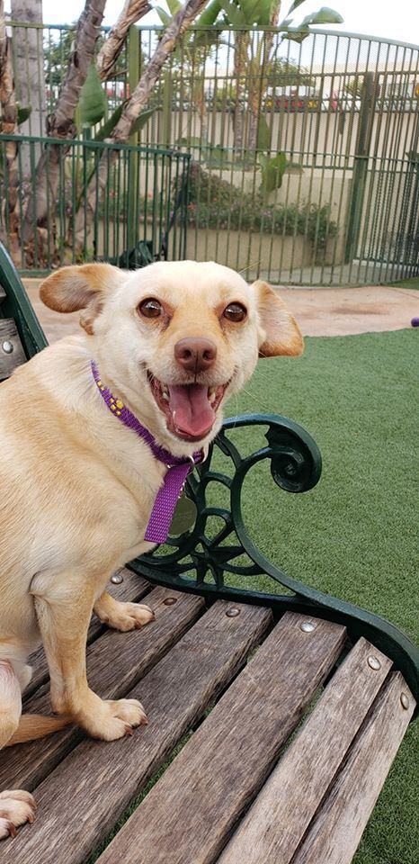 Charlie Brown, an adoptable Chihuahua in Brea, CA, 92822 | Photo Image 1
