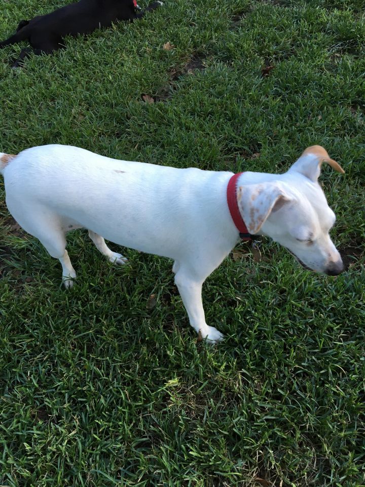 LOLA, is a sweet Whippet mix girl 3