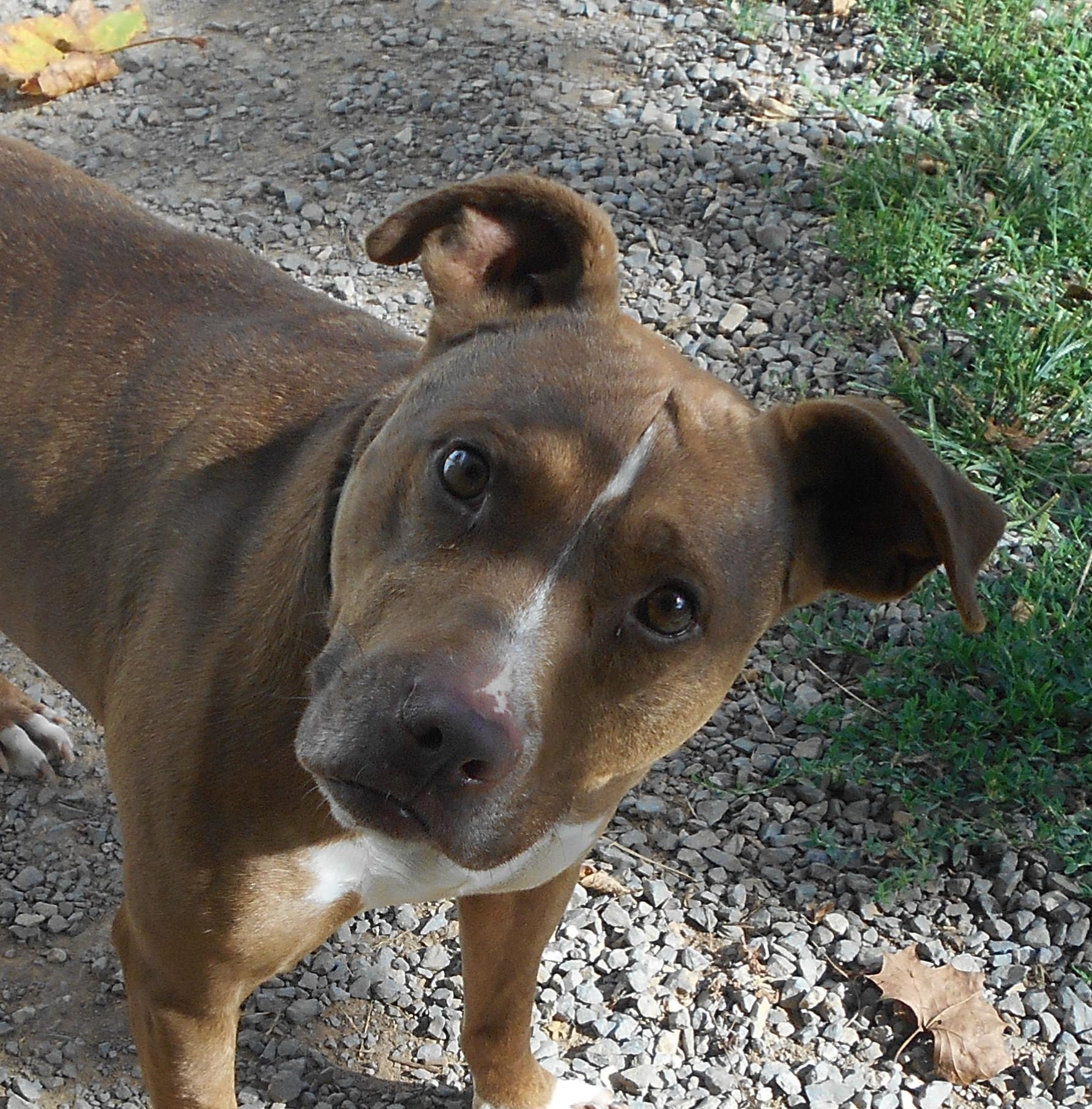 Maxx, an adoptable Pit Bull Terrier in Lewisburg, WV, 24901 | Photo Image 2