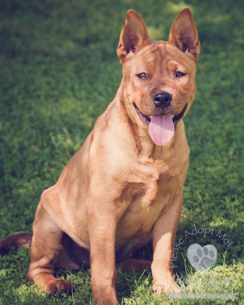 Sharpei mix sisters, an adoptable Shar-Pei, Labrador Retriever in Oakhurst, CA, 93644 | Photo Image 1