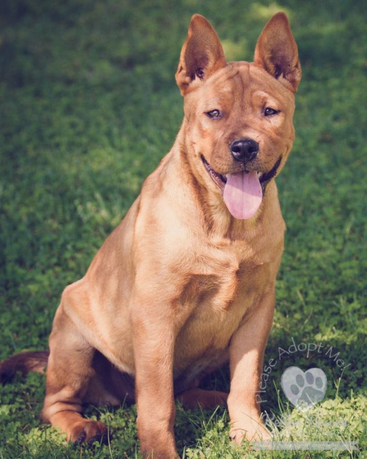 Chinese shar pei mixed best sale with pitbull