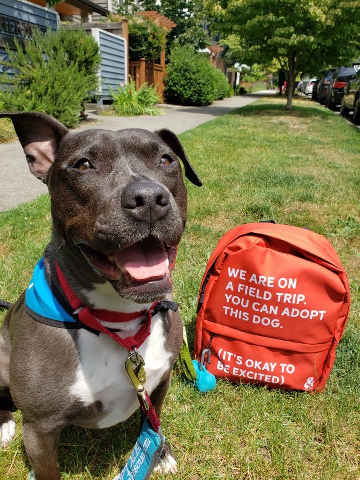 Mika, an adopted Pit Bull Terrier in Seattle, WA_image-3