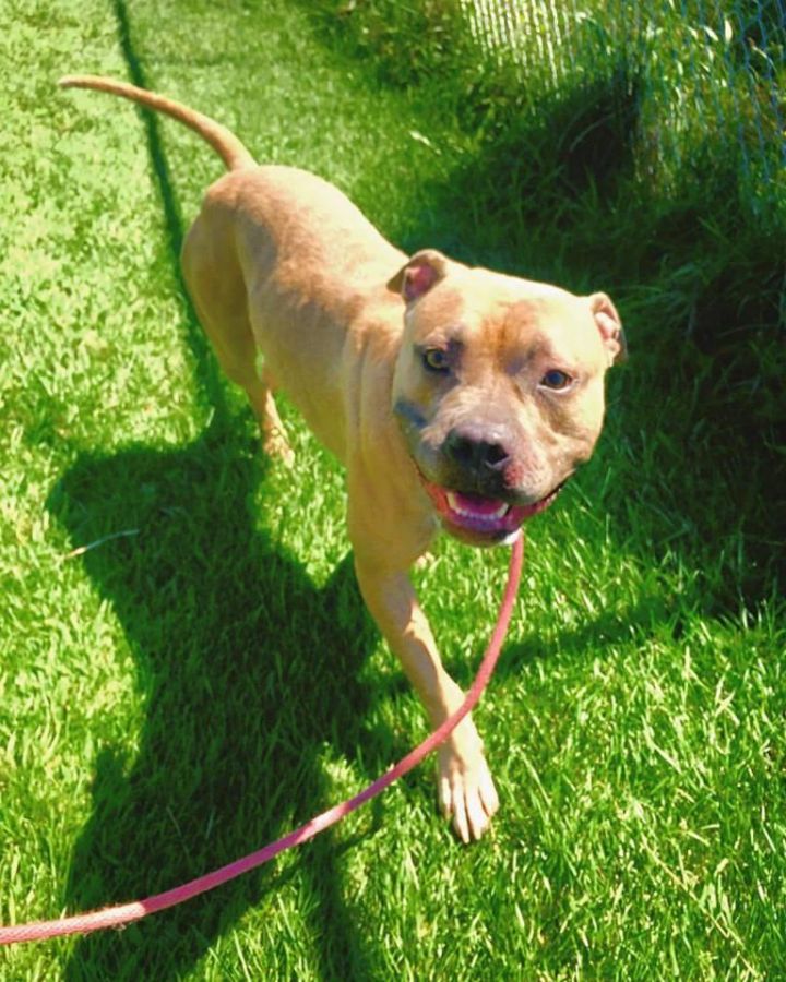 Barbie, an adoptable American Staffordshire Terrier Mix in Mechanicsburg, PA_image-2