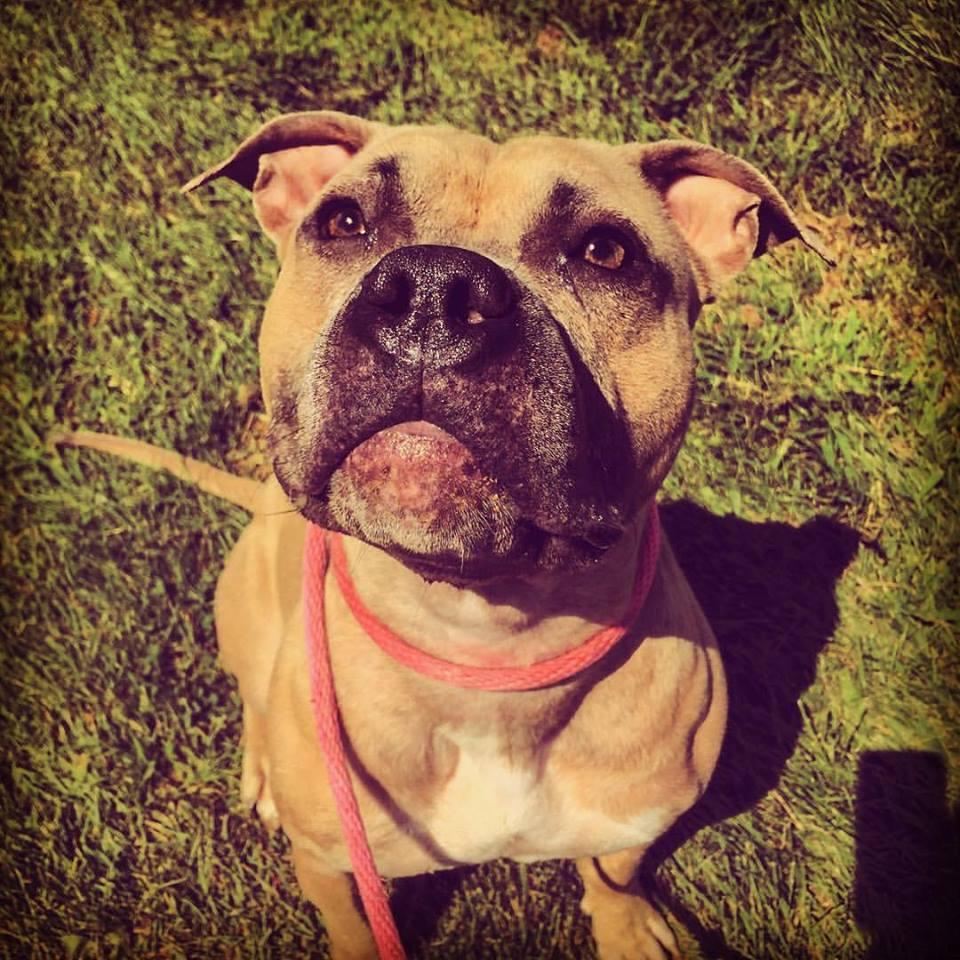 Barbie, an adoptable American Staffordshire Terrier in Mechanicsburg, PA, 17055 | Photo Image 2