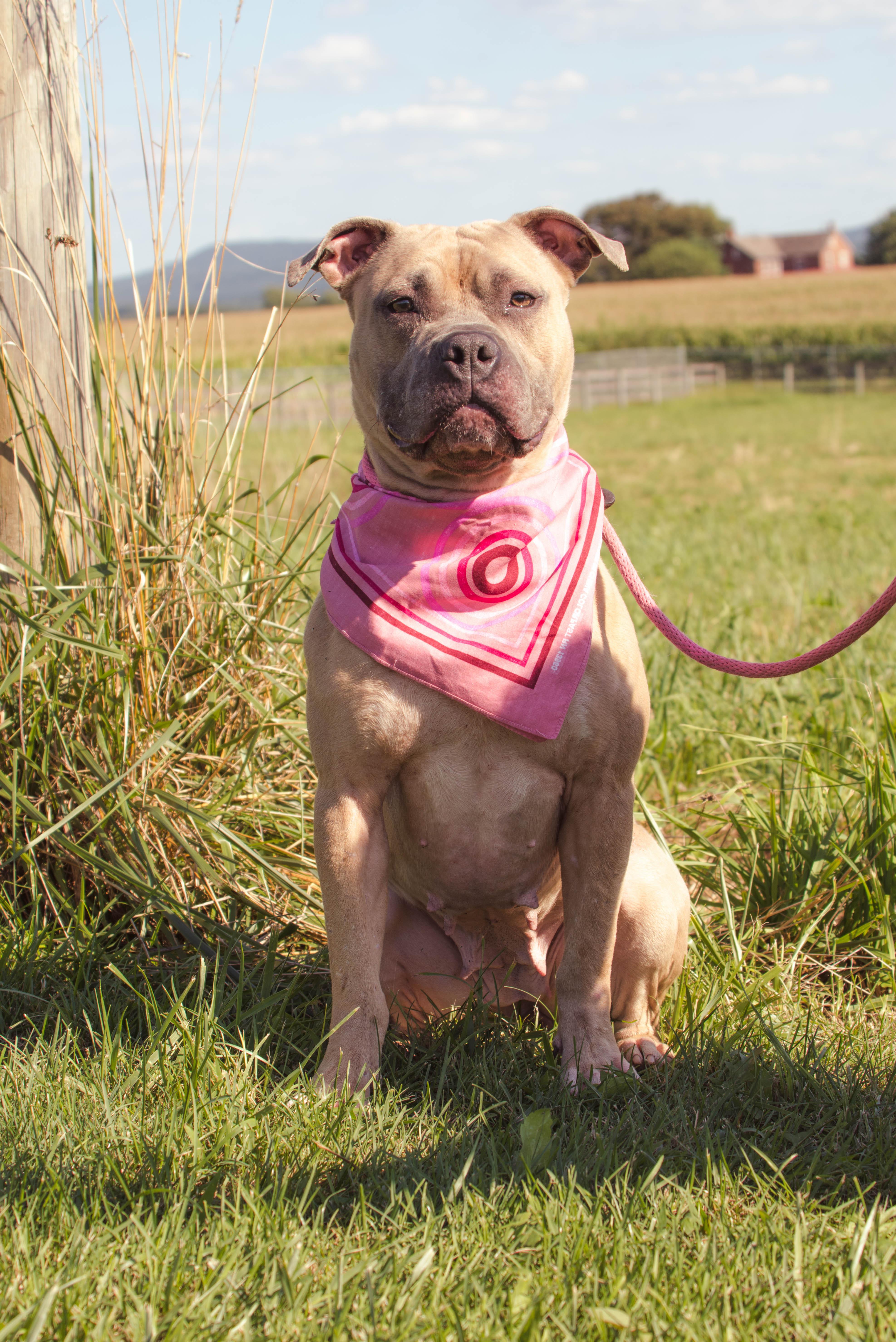 Barbie, an adoptable American Staffordshire Terrier in Mechanicsburg, PA, 17055 | Photo Image 3