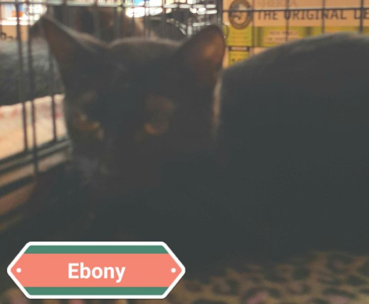 Ebony 2