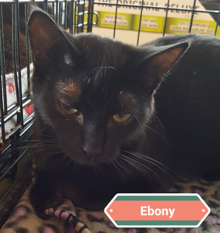 Ebony 3