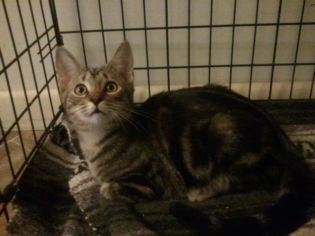 Charlton, an adoptable Domestic Short Hair & Tabby Mix in Cookeville, TN_image-2