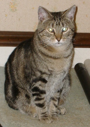 Charlton, an adoptable Domestic Short Hair & Tabby Mix in Cookeville, TN_image-3