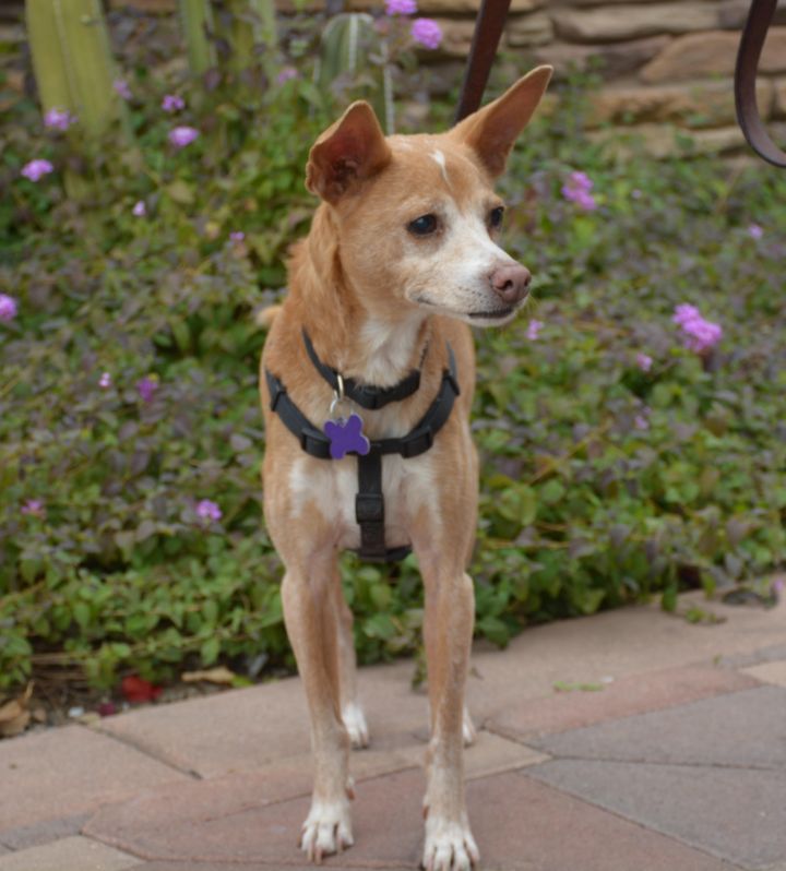 Dog for adoption - Billy, a Miniature Pinscher & Terrier ...