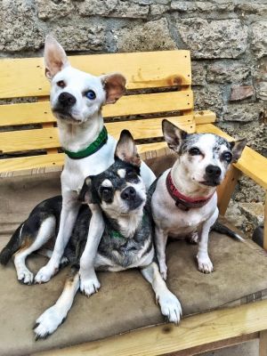 Audrey, Hank, Waylon