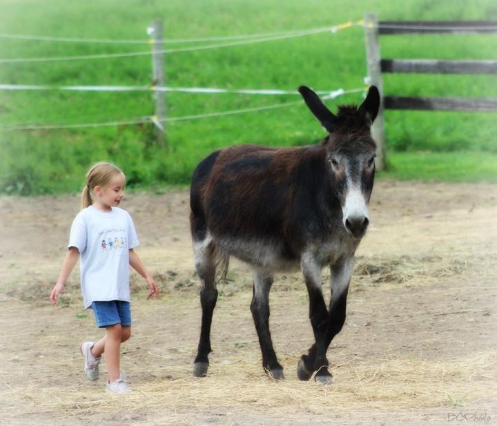 Johnnie - SPONSORSHIP ONLY, an adoptable Donkey in Elkhart Lake, WI_image-2