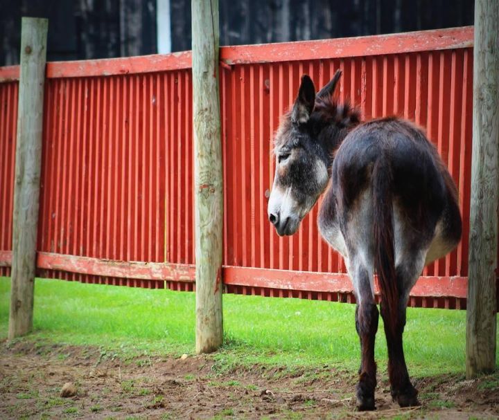 Johnnie - SPONSORSHIP ONLY, an adoptable Donkey in Elkhart Lake, WI_image-3