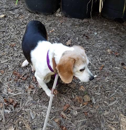 Nia Essex, an adoptable Beagle in Waldorf, MD, 20604 | Photo Image 2