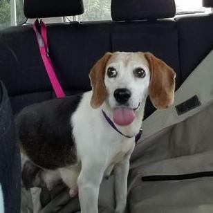 Nia Essex, an adoptable Beagle in Waldorf, MD, 20604 | Photo Image 3