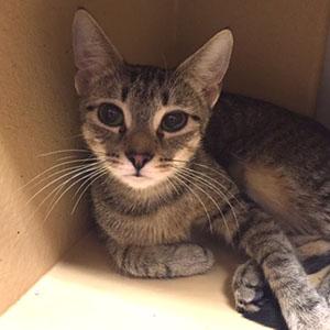 Lulu, an adoptable Tabby, Domestic Short Hair in Garner, NC, 27529 | Photo Image 1