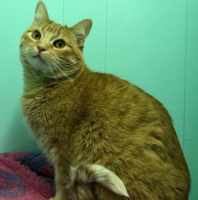 Julie, an adoptable Domestic Short Hair in Whitewater, WI, 53190 | Photo Image 12